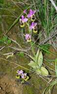 Image of Ophrys tenthredinifera subsp. ficalhoana (J. A. Guim.) M. R. Lowe & D. Tyteca