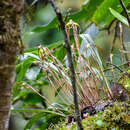 Image of Maxillaria lepidota Lindl.