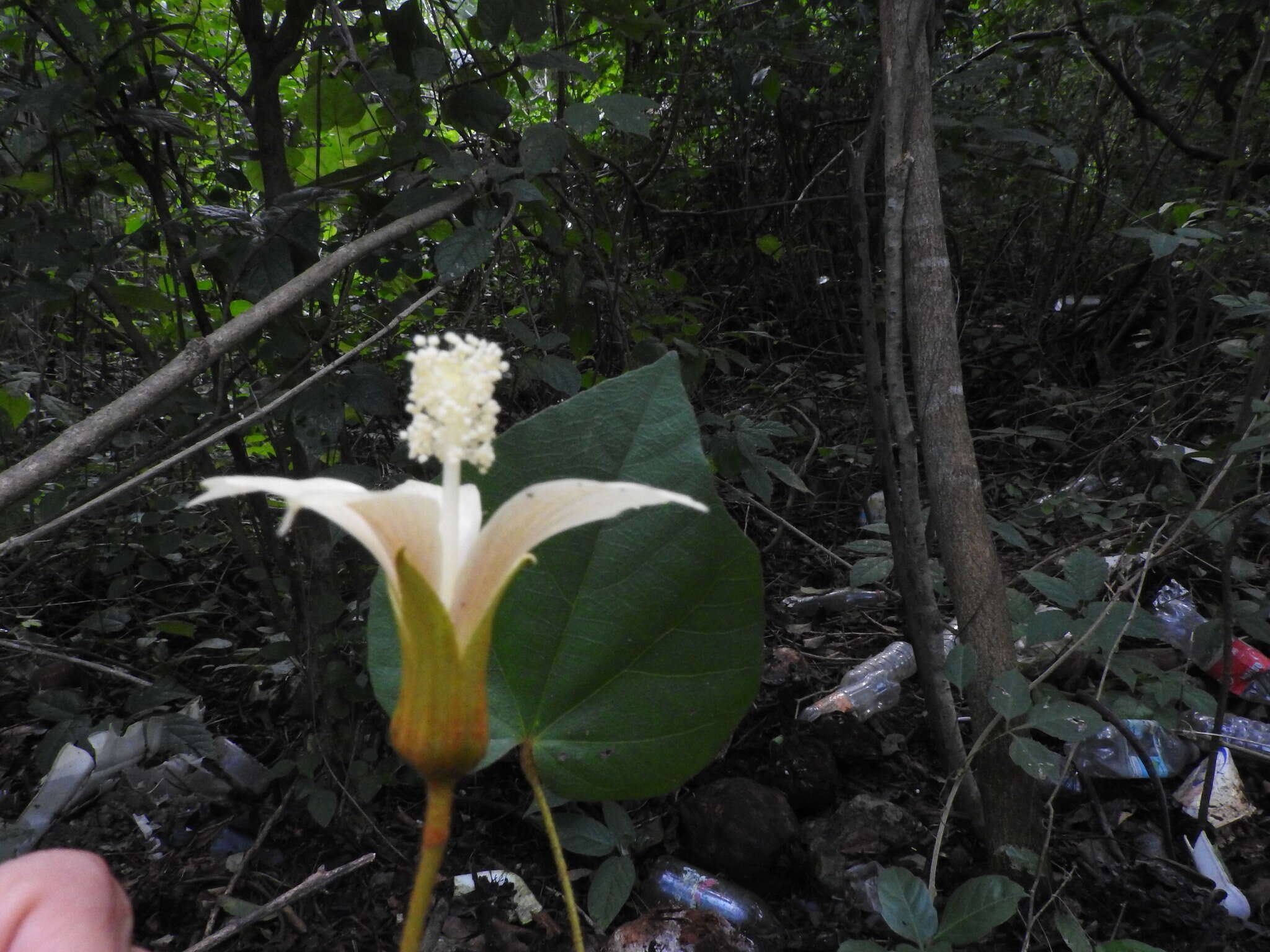 Imagem de Bakeridesia yucatana (Standl.) D. M. Bates