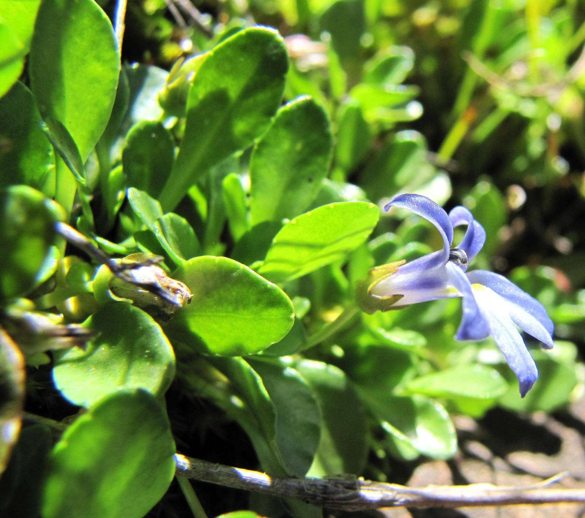 Image de Lobelia galpinii Schltr.