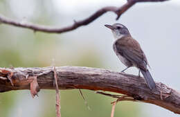 Image of Grey Shrike-thrush