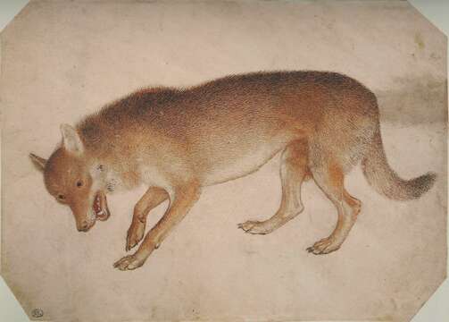 Image of gray wolf