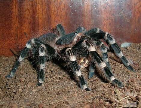 Image of Brazilian Whiteknee Tarantula