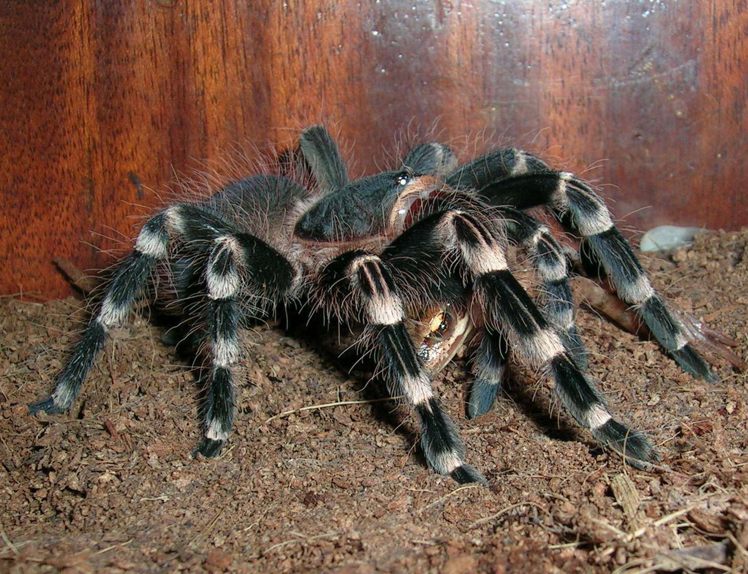 Image of Brazilian Whiteknee Tarantula