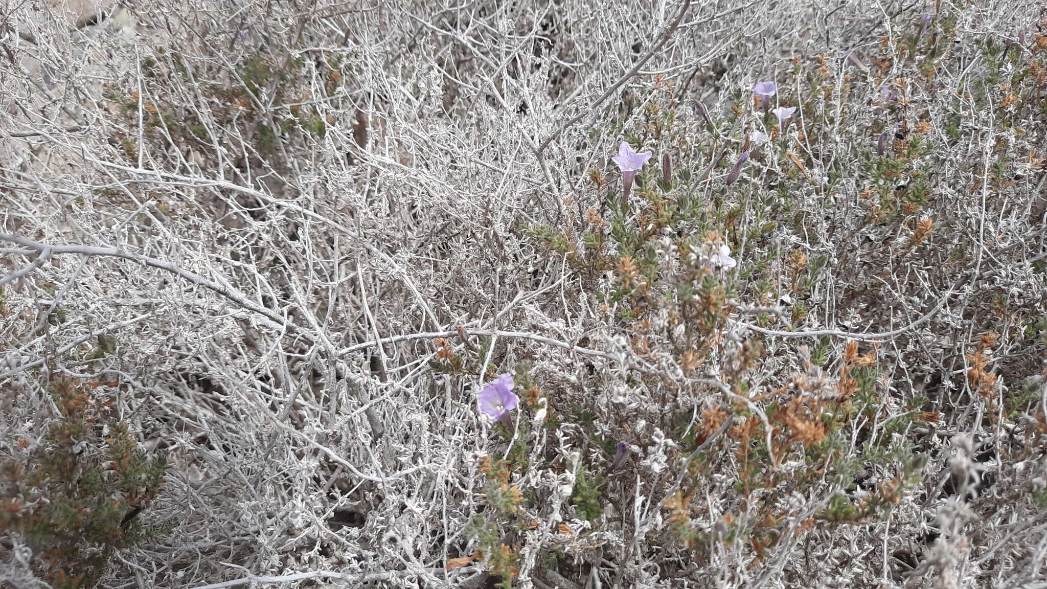 Plancia ëd Nolana leptophylla (Miers) I. M. Johnst.