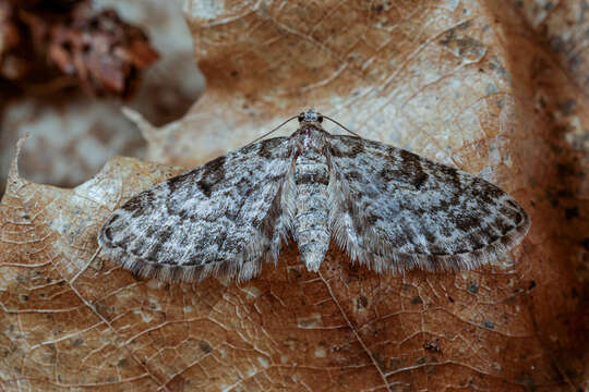 Слика од Eupithecia tantillaria Boisduval 1840