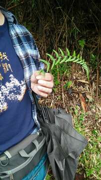 Athyrium oppositipennum var. pubescens (Tag.) Tag.的圖片