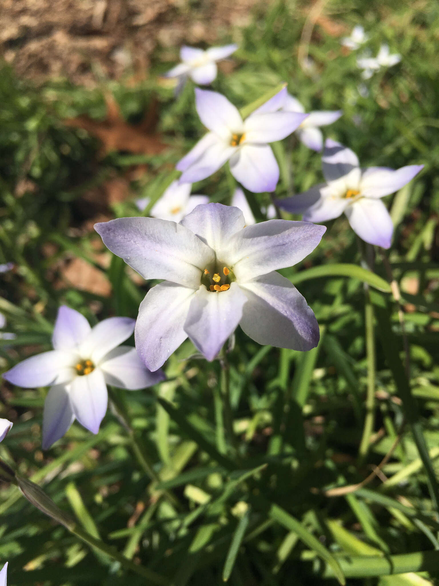 Image of Ipheion