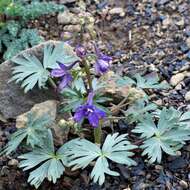 Plancia ëd Delphinium glareosum Greene