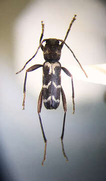 Image of Neoclytus muricatulus (Kirby 1837)