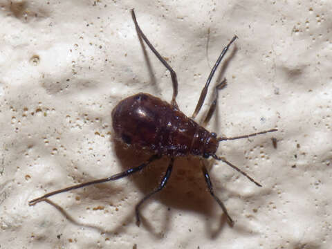 Image of Giant Conifer Aphids