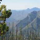 Plancia ëd Leucadendron conicum (Lam.) I. Williams