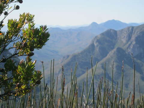 Image of Leucadendron conicum (Lam.) I. Williams