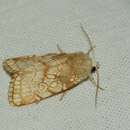 Image of Heart Moth