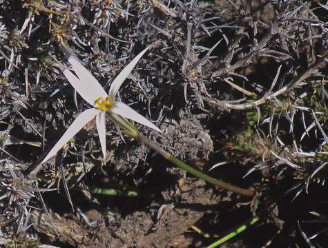 Image of Tristagma patagonicum (Baker) Traub