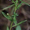 صورة Symphyotrichum simmondsii (Small) G. L. Nesom