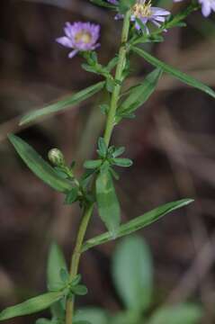 Image of Simmonds' aster