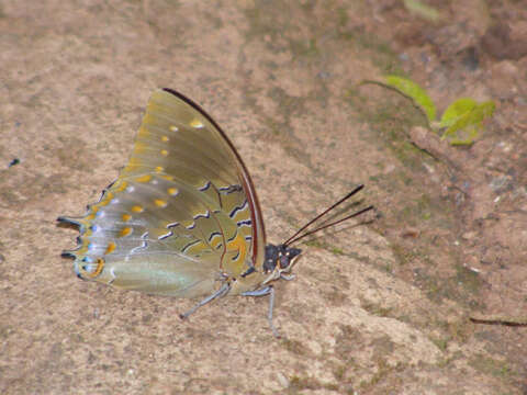 Imagem de Charaxes xiphares draconis Jordan 1936