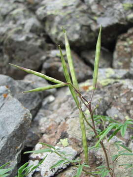 Imagem de Cardamine bipinnata (C. A. Mey.) O. E. Schulz