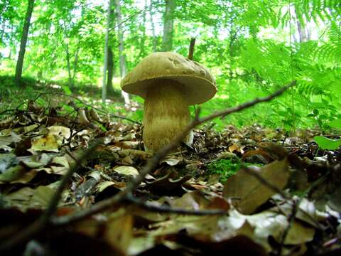 Imagem de Boletus reticulatus Schaeff. 1774