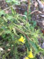 Image of combleaf yellow false foxglove