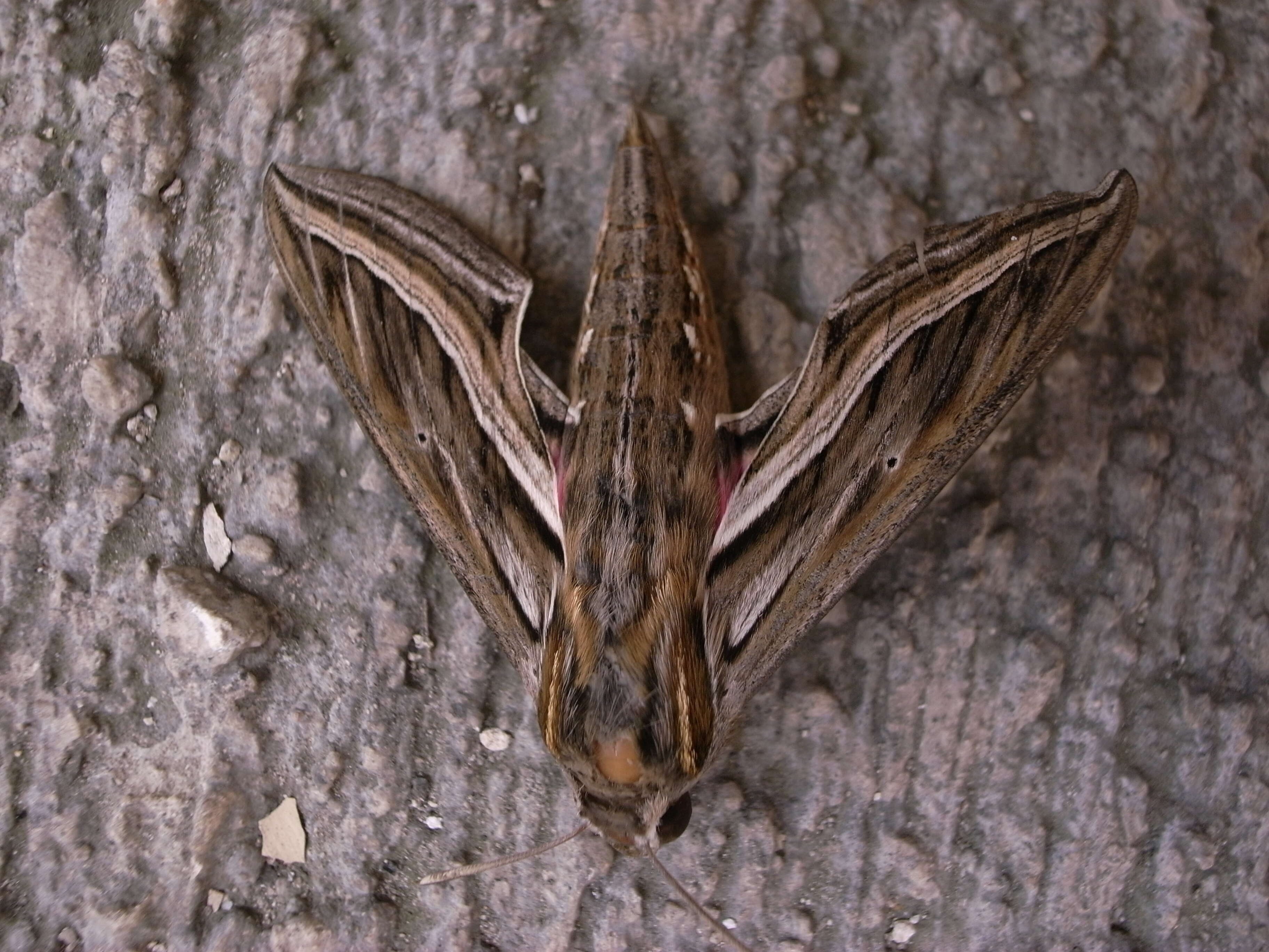 Image of Vine Hawk-Moth