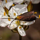 Pollanisus cupreus Walker 1854的圖片