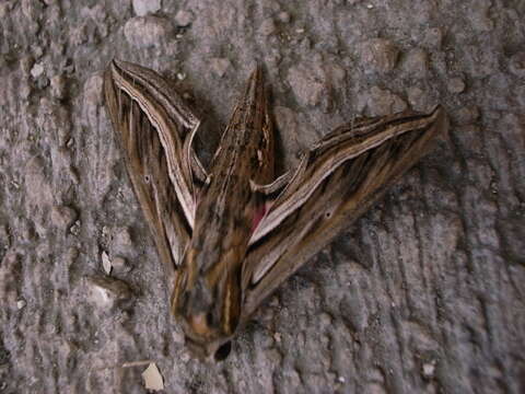 Image of Vine Hawk-Moth