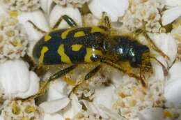 Image of Ornate Checkered Beetle