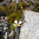 Image of Cardamine dactyloides