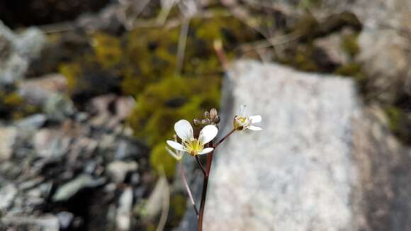 Image of Cardamine dactyloides