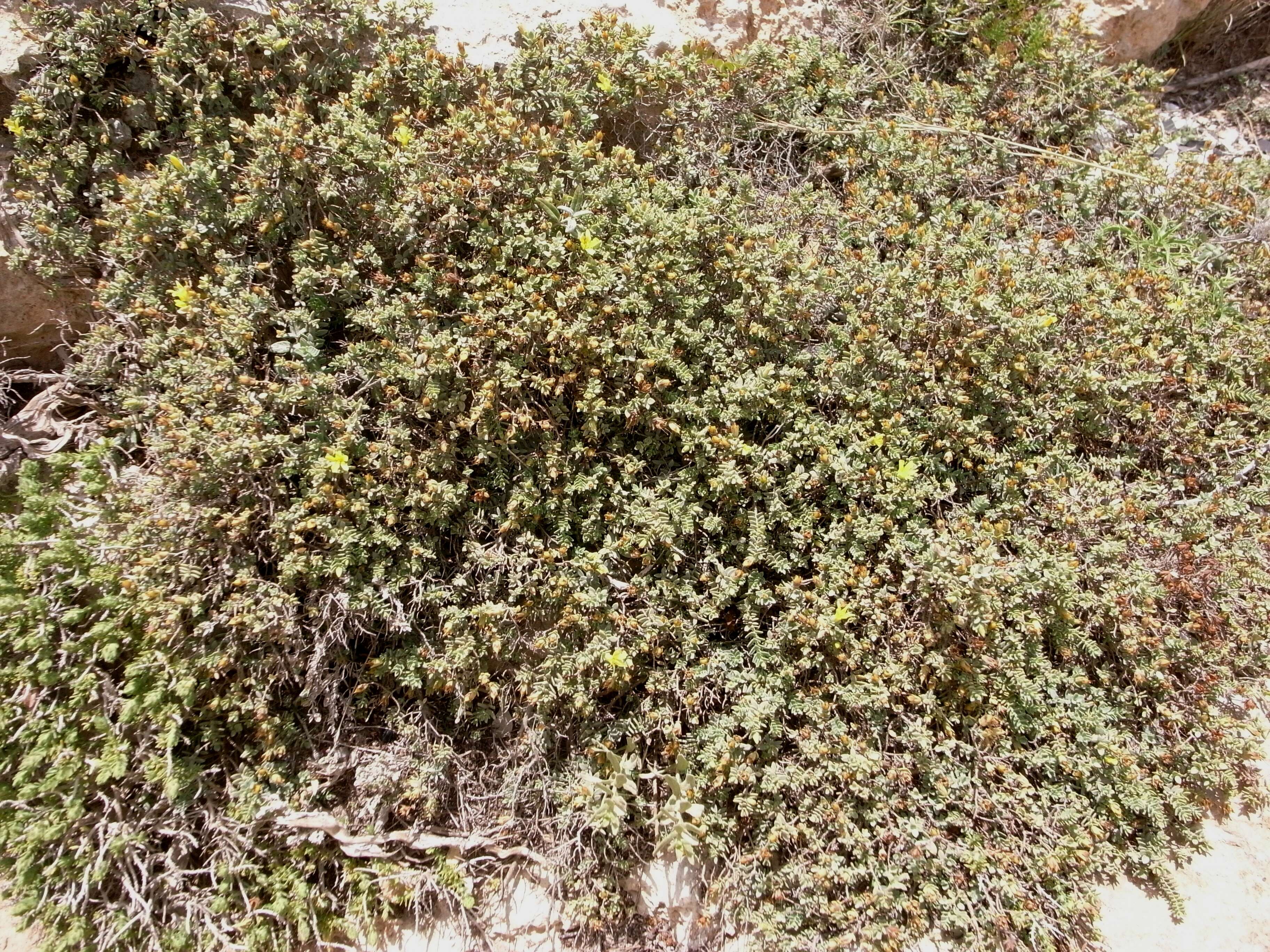 صورة <i>Hypericum aegypticum</i> L. (1753)