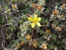 صورة <i>Hypericum aegypticum</i> L. (1753)