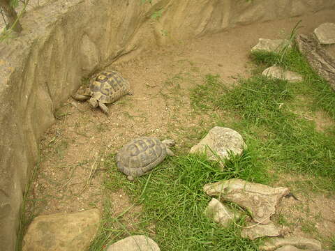 Image of Common Tortoise