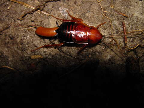 Image of Broad Wood Cockroach