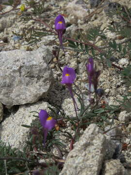 Sivun Linaria becerrae Blanca, Cueto & J. Fuentes kuva