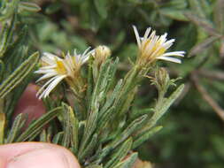 Image de Diplostephium meyenii (Sch. Bip.) Wedd.