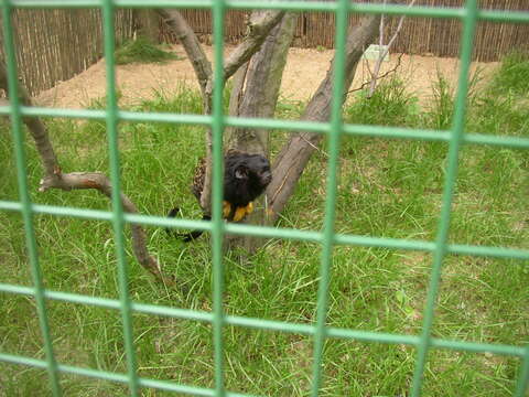 Image of Golden-handed Tamarin