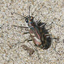 Image of Pacific Coast Tiger Beetle