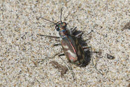 Image of Pacific Coast Tiger Beetle