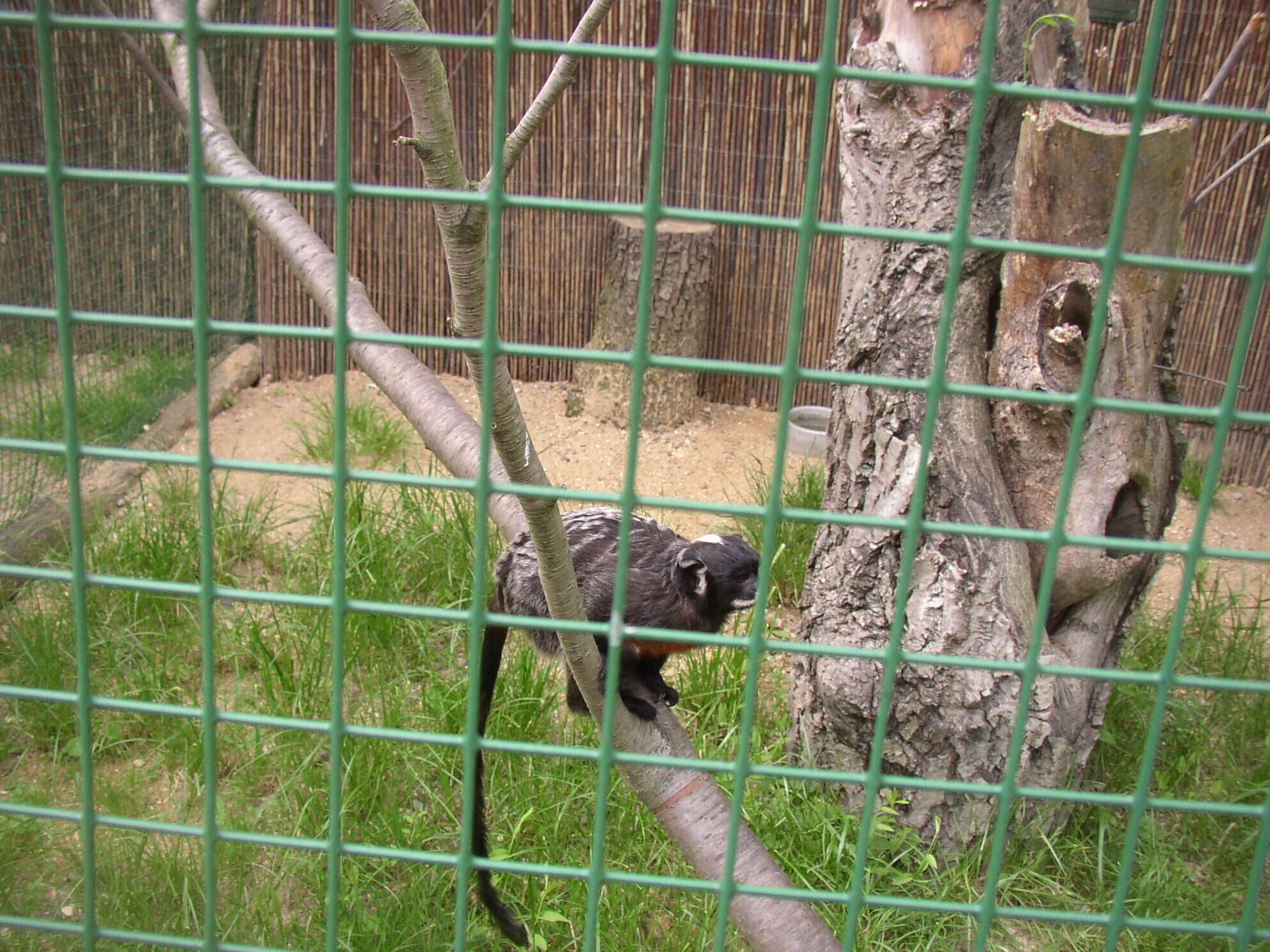 Image of Red-bellied Tamarin