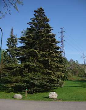 Image of Veitch Fir