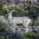 Image of North Andean Deer