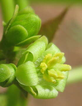 Image of Barbados nut