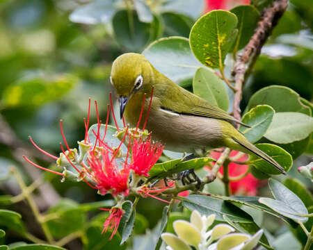 Image of Japanese White-eye