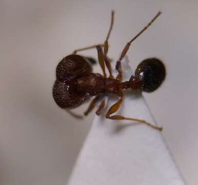 Pheidole pilifera (Roger 1863)的圖片