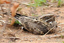 Слика од Caprimulgus asiaticus Latham 1790