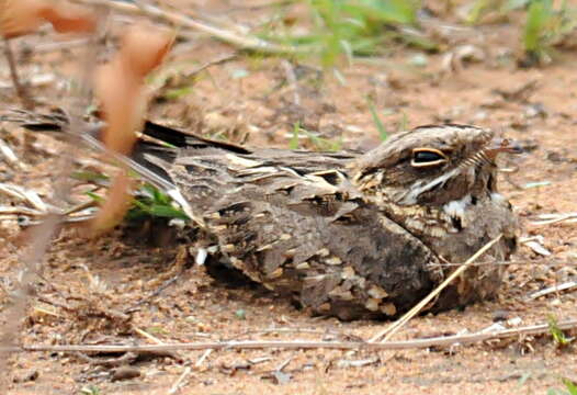 Image of Indian Nightjar