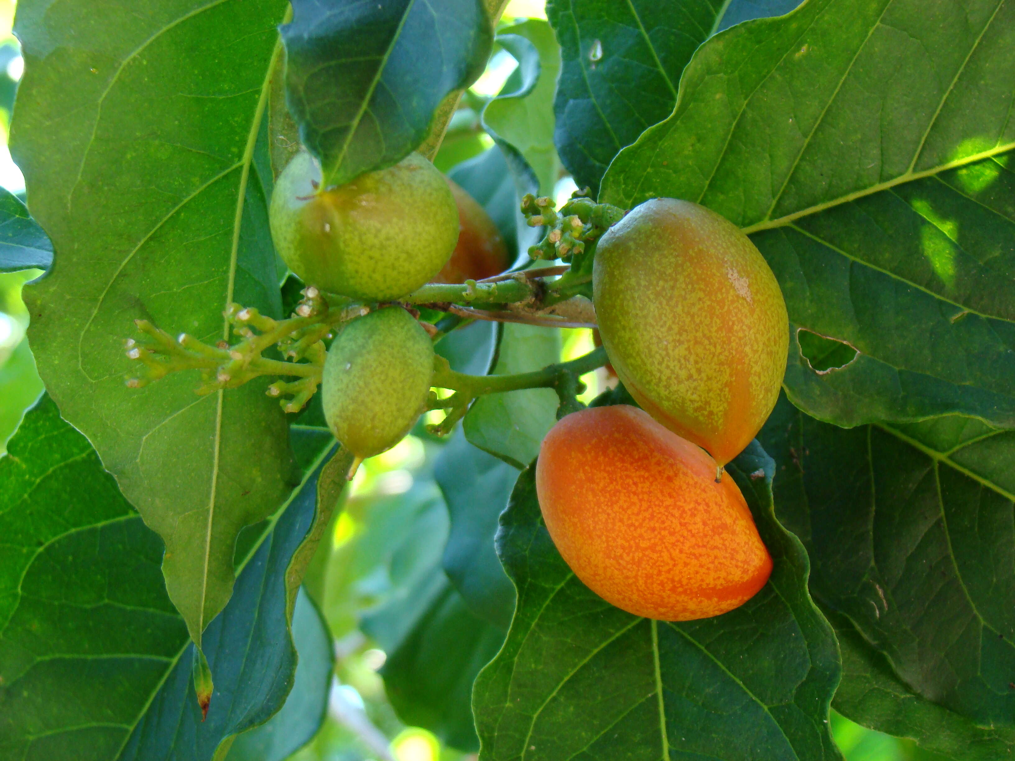 Image of Bunchosia argentea (Jacq.) DC.