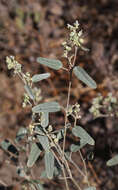 Слика од Croton californicus Müll. Arg.